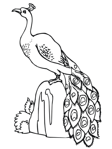 Peacock Standing On Stone Coloring Page